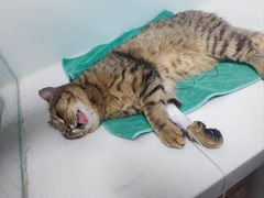 -达爱动物医院·犬猫分区·CT·复杂眼科(远洋山水分院)