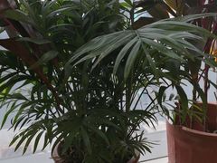 -荔枝楼酒家(员村东璟店)