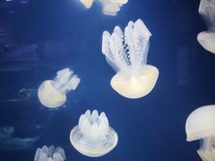 -迪拜水族馆及水下动物园
