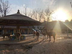 -石家庄市动物园