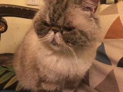 -猫色咖啡·猫咖