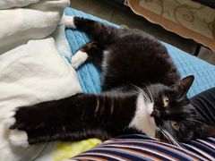 -中农国际动物医院24小时·猫科·骨科·急重症中心