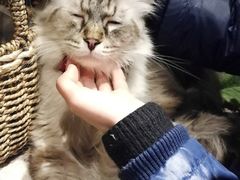 -共舞时光猫咖·狗咖(新街口店)