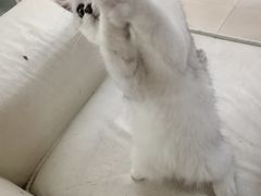 -lincat·猫舍(广州店)