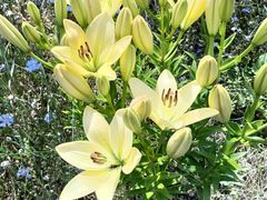 -煲来饱去冷水鱼