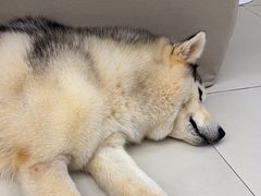 -怪兽屋·羊驼·猫咖·狗咖(俊华广场店)