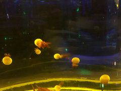 -锦艺城海洋馆