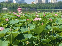 -莲花池公园