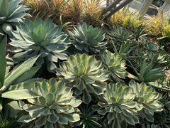 -深圳仙湖植物园