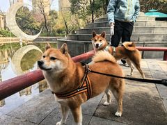 -丹景宠物医院·全科·老年病·牙科(武昌诊疗中心)