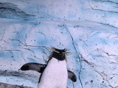 -海合安青岛极地海洋公园