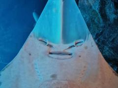 -迪拜水族馆及水下动物园