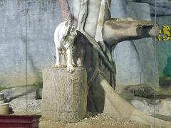 -清迈夜间动物园