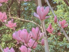 -重庆市江北嘴中央商务区中央公园