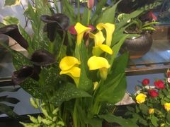 -双季花艺园艺市场(浦东店)