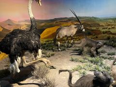 -国家自然博物馆