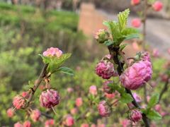 -木塔寺遗址生态公园