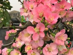 -双季花艺园艺市场(浦东店)