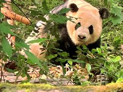 -成都大熊猫繁育研究基地