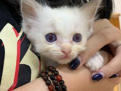 -芭比堂宠物医院·全科爱猫医院·仁德分院