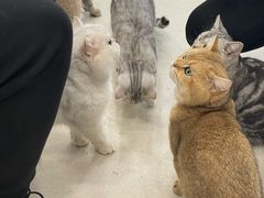 -共舞时光猫咖·狗咖(新街口店)