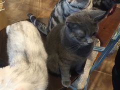-共舞时光猫咖·狗咖(新街口店)