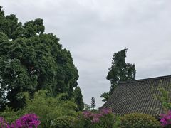 -峨眉山报国寺