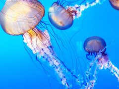 -太平洋海底世界