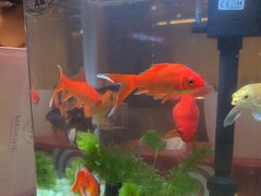 -海底捞火锅(武胜路凯德广场店)