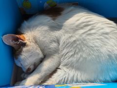 -平行世界·猫咖(首经贸店)