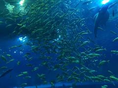 -成都浩海立方海洋公园