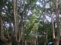 -灵谷景区