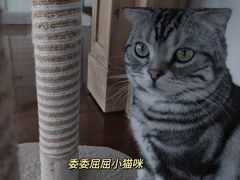 -Catmate·猫肥家润(金润铂宫店)