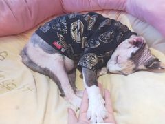 -藏猫猫咖啡主题馆(中央大道店)