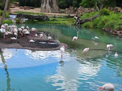 -奥兰多迪士尼动物王国乐园