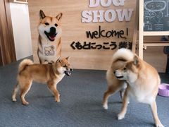 -柴源莊·柴小宠柴犬咖啡