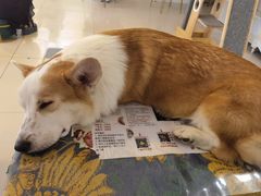 -平行世界·猫咖(首经贸店)