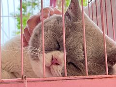 -秘密花园·换装下午茶·团建·沙龙·主题布置