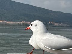 -海埂大坝