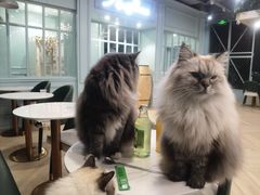 -安格丽娜·狗咖·猫咖羊驼咖(春熙路百盛商场店)