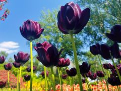 -国家植物园南园