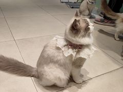 -怪兽屋·羊驼·猫咖·狗咖(俊华广场店)