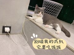 -猫儿山۰猫主题餐厅