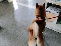 -安安宠医·安宠宠物医院