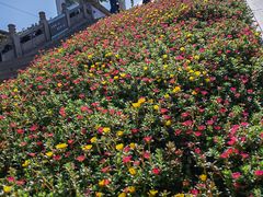 -袁大头包子(光华路店)