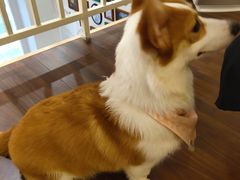 -柯斗斗主题餐厅·狗咖·围炉煮茶·茶饮(国瑞升平里店)