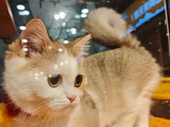 -欣宠猫屋·矮脚拿破仑·蓝金金渐层