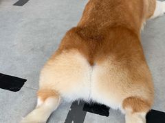 -汪说·狗咖(旺城大厦店)