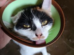 -猫猫幼稚园·撸猫·桌游·电玩