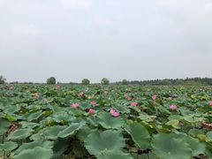 -洪湖生态旅游区